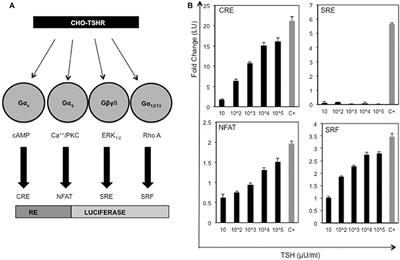 A Gq Biased Small Molecule Active at the TSH Receptor